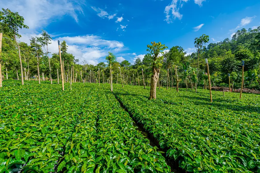Surcos de cafetos bajo sombra en Finca El Cascajal