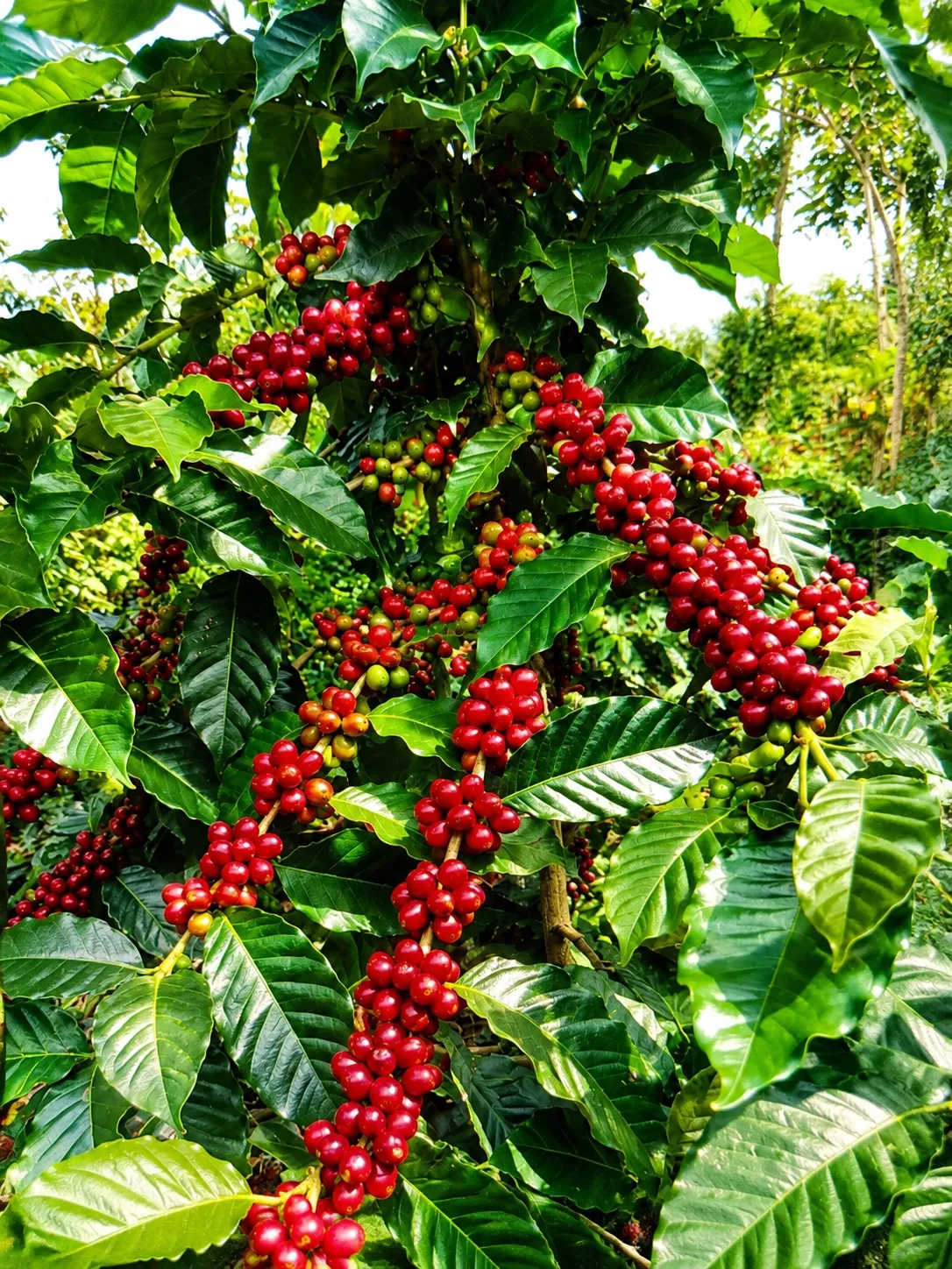 Cerezas de la variedad Maragogype