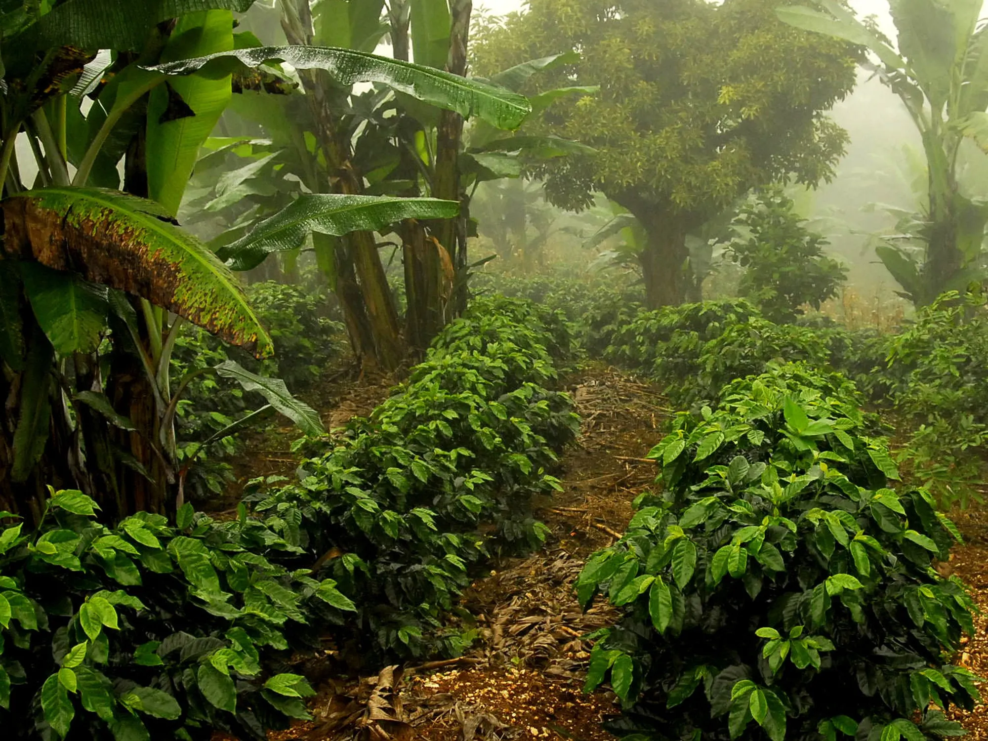 Cafetos de Finca El Cascajal bajo sombra de banano con neblina