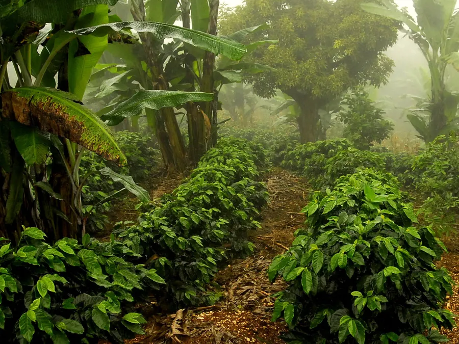 Cafetos de Finca El Cascajal bajo sombra de banano con neblina