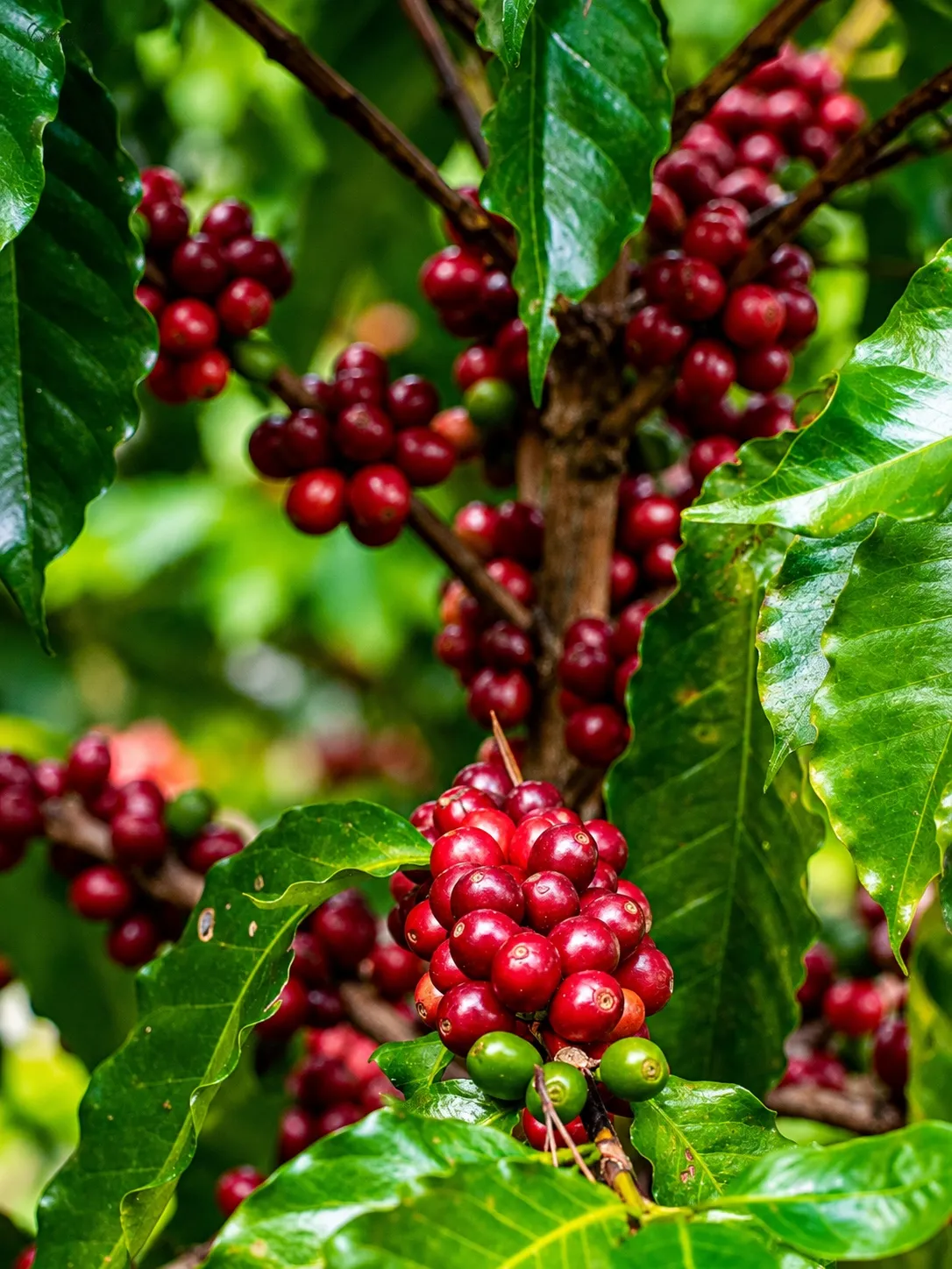 Cerezas de la variedad Red Catuaí