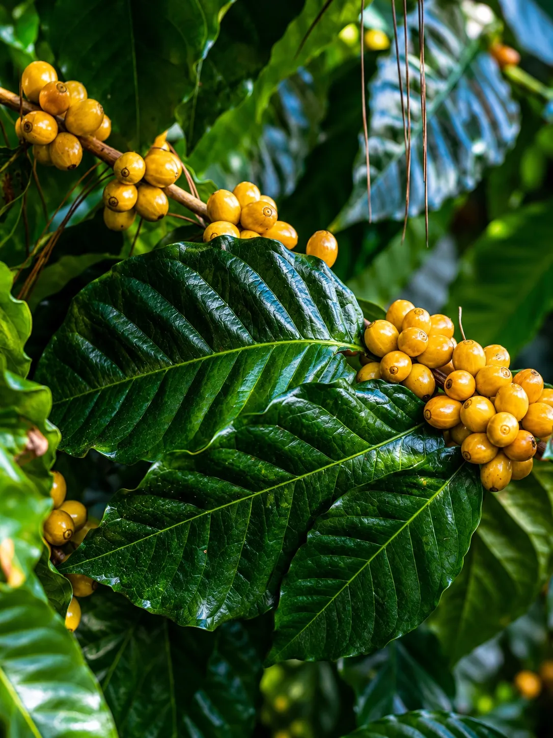 Cerezas de la variedad Yellow Catuaí